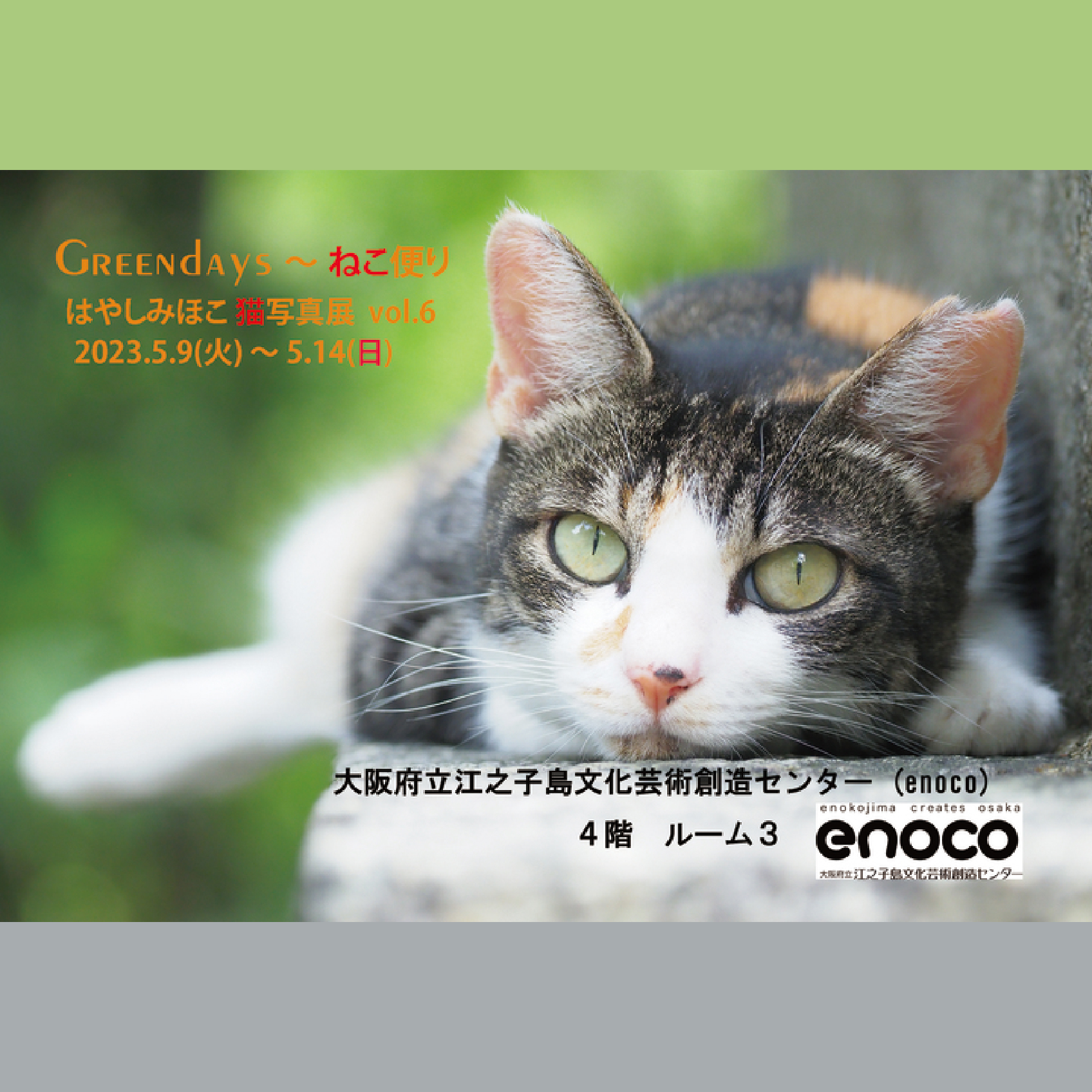 Greendays～ねこ便り はやしみほこ 猫写真展vol.6 | 大阪府立江之子島